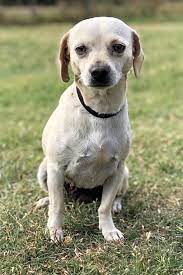 Dogtime hilser georgiens homeward bound pet rescue of gilmer county. Always Wanted A Pet Here Are 5 Lovable Pups Ready To Adopt Now In