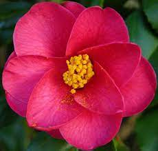 Beautiful Flowers Picture Of Camellia Japanese Flowers In Hot Pink And Yellow Center Png Beautiful Flowers Pictures Flowers Flower Pictures