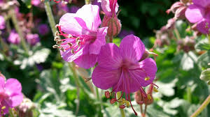 Image result for Geraniaceae