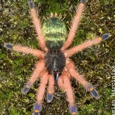 Image result for Tridactyle gentilii