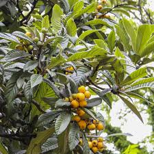 Image result for Eriobotrya