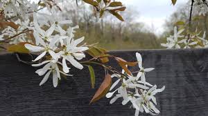 Image result for Amelanchier laevis