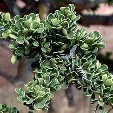 Image result for Boscia foetida