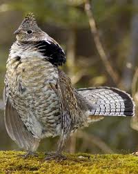 Grevol Engolado Ruffed Grouse Kragenhuhn Gelinotte Huppee Upland Bird Hunting Nature Birds Pet Birds
