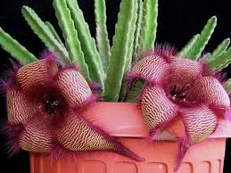 In this post, we will discuss cacti flowers, how long cacti flowers last, how to make cacti bloom, how to care for a flowering cactus and much more. How To Grow And Care For Stapelia World Of Succulents Unusual Plants Cactus Flower Plants
