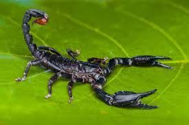 Getting rid of scorpions with diy methods is difficult, so many homeowners and business owners in the phoenix area call on a professional scorpion control company. Scorpion Pest Control Cost Scorpion Extermination Cost