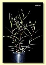 Image result for Eucalyptus angustissima