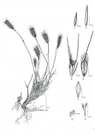 Image result for Enteropogon monostachyos