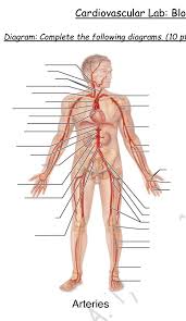 It is returned to the heart in the veins. Cardiovascular Lab Blo Diagram Complete The Chegg Com