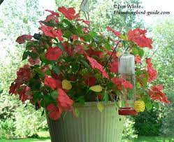 These annuals, hanging plants, perennials, bushes and vines are the best hummingbird plants to attract those pretty birds to your garden. Hummingbird Flower Garden All The Resources To Succeed