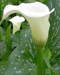 Image result for Zantedeschia albomaculata
