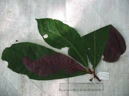 Image result for Terminalia kilimandscharica