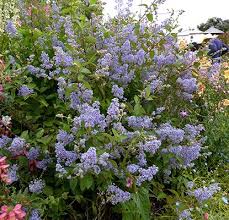 The versailles ffa announced their fourth nine weeks point winners at their yearly cde luncheon on may 21st. Ceanothus Gloire De Versailles Ar En Lovfallande Sackbuske Som Med Tackning Skall Klara Soliga Skyddade Lagen I Zo Front Yard Plants Plants Perennial Plants