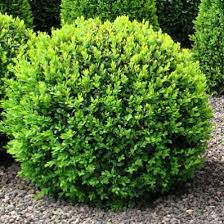 American Boxwood Shrub American Boxwood Garden Shrubs Shrubs
