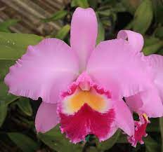Lc Brother Jack Cattleya Orchid Beautiful Orchids Orchid Photo