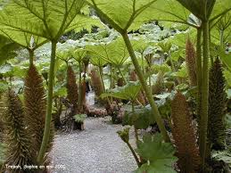 Gunnera Manicata Tropische Landschaftsgestaltung Gartenschirme Wiesengarten