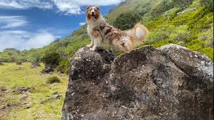 It's made up of wheat flour, water and salt, sometimes with baking soda, baked in the ashes of a campfire. Natsu Berger Australien 974 Home Facebook