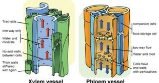 Epingle Sur Xylem Phloem
