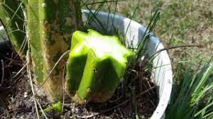 Granted the large and small cactus should be harvestable, but why are you not chopping down trees for wood? Basic How To Cactus Cuttings Youtube