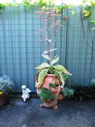 Donkey Ear Plant Succulents Christmas Tree Plant Plants