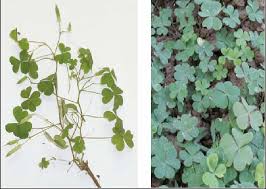 Image result for Oxalis corniculata