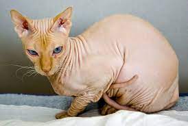 We did not find results for: Sphynx Katze Rassebeschreibung Geschichte Wesen Und Haltung
