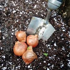 Plant the garlic or shallots with the sprout facing upwards. Shallot Set Growing How Deep Do You Plant Shallot Sets