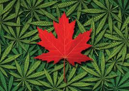 Image result for cannabis law canada