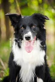 Genc Siyah Beyaz Sinir Collie Kopek Stok Fotograflari Freeimages Com