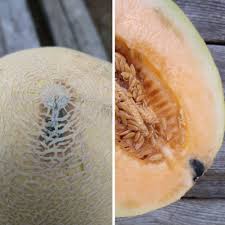 Sugar Kiss Melons: Sweetest Of Summer Cantaloupes! - Youtube