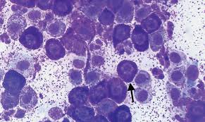 Image result for mastocytoma in dogs
