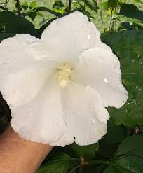 3 White Althea, Dianna 12-18 Inches Tall in a 2 1/2 Inch Pot, Rose of  Sharon, Fast Growing, Flowering Shrub, Easy to Grow, Live Plant