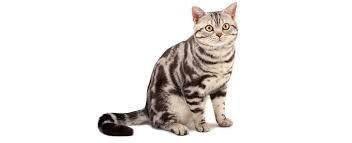 Tabby is the name for distinctive fur pattern that is found across different breeds of cats. American Shorthair Cat Breed Profile Petfinder