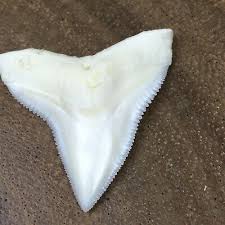 Exposed as a symbol of male strength, shark tooth displays the proud. Large 24wide X 27mm Long Bull Shark Tooth Loose Collector Souvenir Real Lt33 Ebay