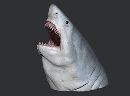 Megalodon (otodus megalodon), meaning big tooth, is an extinct species of shark that lived approximately 23 to 3.6 million years ago (mya), during the early miocene to the pliocene. Making A Megalodon The Evolving Science Behind Estimating The Size Of The Largest Ever Killer Shark
