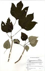 Image result for Gyrocarpus