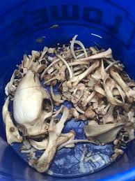 Maceration 101- How to Clean Bones with Water - OddArticulations, LLC