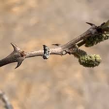 Image result for Acacia fleckii