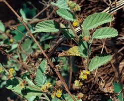 Image result for Waltheria indica