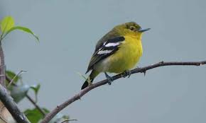 Gendang beleq rbs live in kembang kuning. Daftar Harga Burung Cipoh Terbaru September 2020 Terlengkap