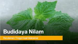 We did not find results for: Budidaya Nilam Dengan Redemen Minyak Tinggi Pejuang Pangan