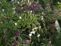 Hummingbird And Butterfly Plants By George In Florida Home Facebook