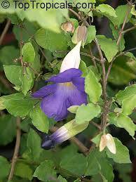 Image result for Thunbergia serpens