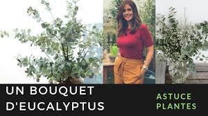 La gomme à mâcher à l'extrait d'eucalyptus, quelle que soit sa. Que Faire Avec Des Branches D Eucalyptus Youtube