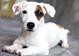 Jack Russell Puppy From Trinity Farms Kennel Jack Russell Terrier Puppies Jack Russell Puppies Jack Russell Terrier