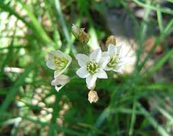 Image result for Nothoscordum borbonicum