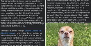 Check spelling or type a new query. Adoption Ad For Chihuahua Chucky Doll Dog Goes Viral
