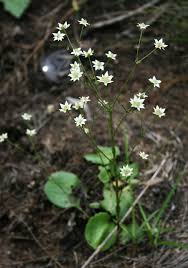 Image result for Alepidea