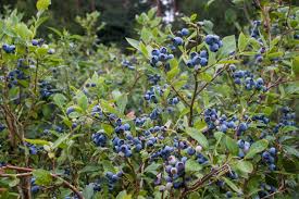 Image result for Vaccinium