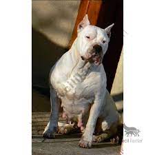 dogo argentino turkiye hayvanlar kopek arjantin